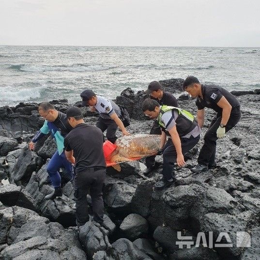 일곱 번 수술 견딘 붉은<b>바다거북</b>…7년 만에 제주 <b>바다</b>로
