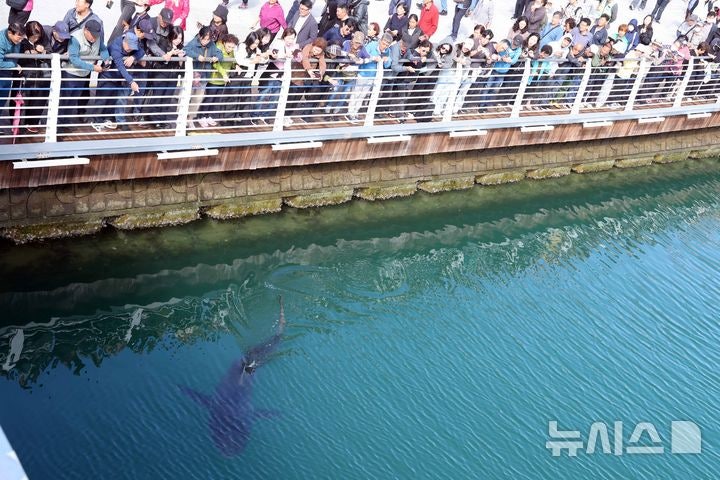 부산 앞바다 휘젓던 아기 흑상어 부캉이, 167만 홀리고 작별 인사