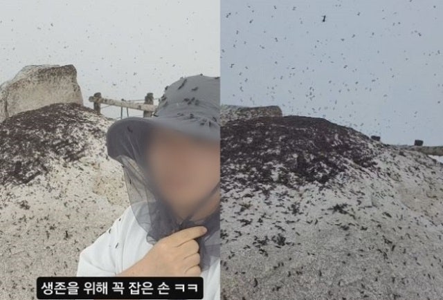 등산객 온몸에 러브버그… 심각한 북한산 상황 [영상]