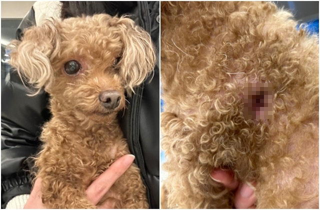 “어찌 생살을”… 강아지 <b>인식칩</b> 파내 두 번 버린 <b>견주</b>