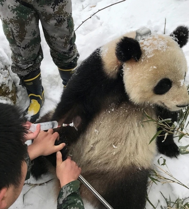 중국 쓰촨성 다샨링 자연보존소에서 연구진이 판다로부터 혈액 샘플을 채취하고 있다. 네이처지 캡처