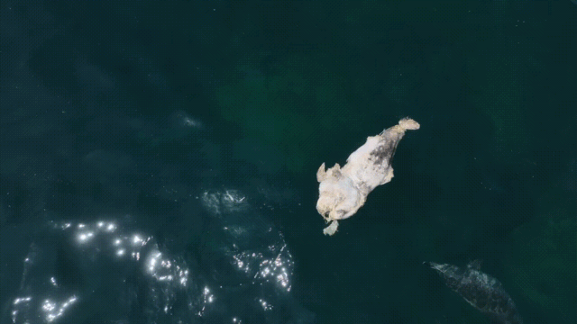 죽은 새끼 돌고래 사체가 가라앉지 않도록 어미 돌고래가 들어올리고 있다. 다큐제주·제주대 돌고래연구팀 제공