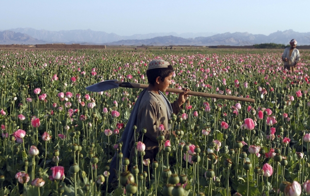 아프가니스탄의 양귀비 밭. 기사의 이해를 돕기 위한 이미지로 기사 내용과 직접 관련이 없습니다. AP뉴시스