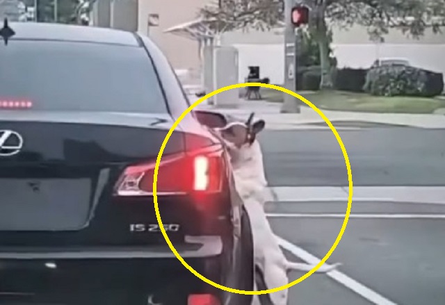 지난 24일(현지시간) 미국 캘리포니아주 롱비치의 한 도로에서 버려진 개가 주인의 차에 매달리고 있다. SNS 캡처