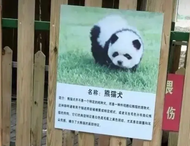 중국 장쑤성 타이저우 동물원의 판다견 안내판. 웨이보 캡처