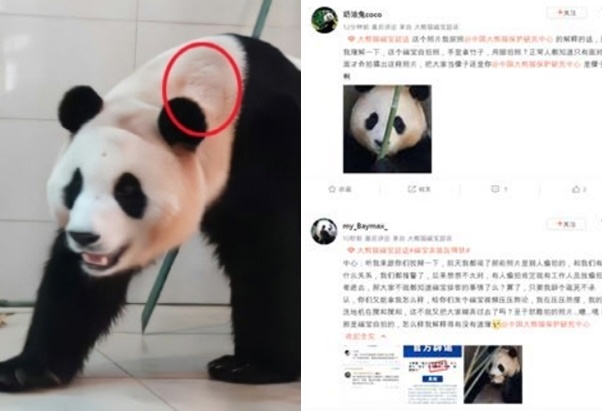 목줄 착용 의혹이 제기된 푸바오 사진. 오른쪽은 중국 SNS에 올라온 푸바오 관련 게시물들. 중국 SNS 캡처