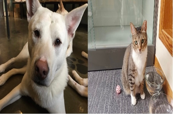 노조는 A씨가 구조 동물들을 상습 학대했다고 주장했다. 사진은 2016년 뿅망치가 부러지도록 맞은 루키(왼쪽)와 2019년 합사 과정 중 다른 고양이에게 짜증을 부렸다는 이유로 싸리빗자루로 맞은 그린(오른쪽). 카라