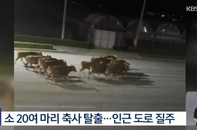 경북 김천의 한 도로에서 소 20여마리가 무리지어 걸어가고 있다. KBS 보도화면 캡처