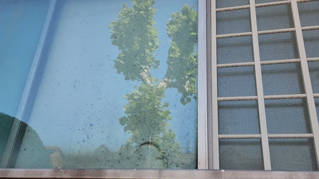 지난 5월 31일 방문한 저장강박·애니멀호딩 의심가구의 창문 블라인드에 곰팡이와 벌레들이 끼어있다. 최수진 기자.