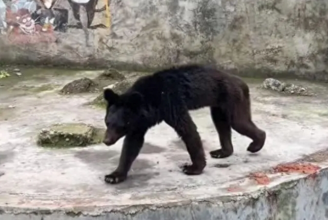 제대로 먹지 못해 비쩍 마른 중국 구이저우성 판저우시 주룽탄풍경구 동물원의 흑곰 . 바이두