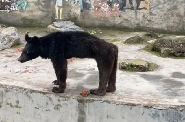 중국 구이저우성 판저우시 주룽탄풍경구 동물원의 흑곰이 앙상하게 마른 모습. 바이두