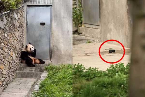 15일 중국 쓰촨성 워룽 선수핑기지 내 푸바오 방사장에서 자이언트 판다 '푸바오'가 관람객이 떨어뜨린 카메라 부품(빨간 원)을 입으로 씹고 있는 모습. 유튜브 'PandaPalooza Haven' 캡처