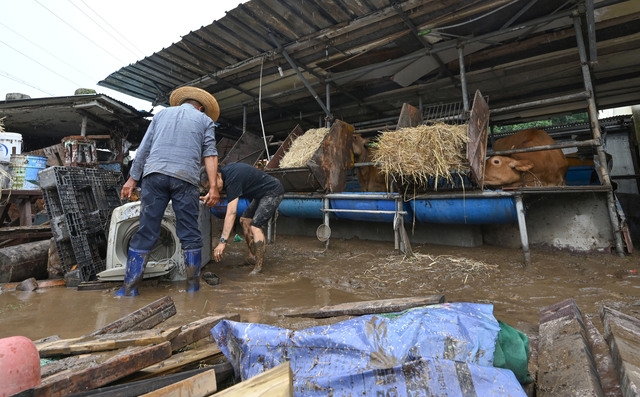 중부와 남부지방에 밤사이 폭우가 내린 10일 대전 서구 정뱅이마을에서 한 주민이 홍수를 견딘 소를 보살피고 있다. 대전=윤웅 기자