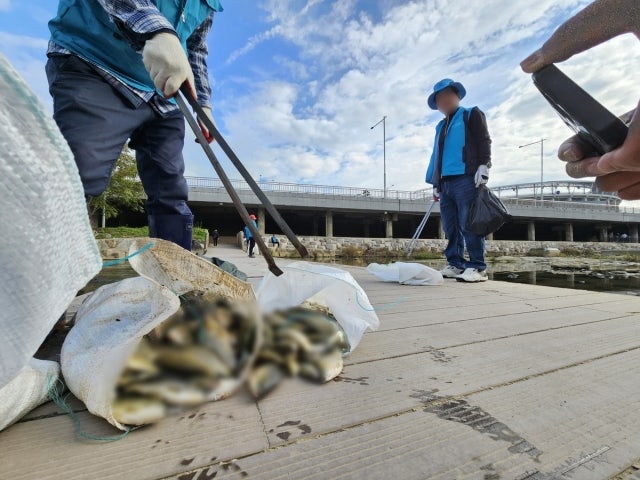 <b>광주</b> 서방천 <b>물고기</b> 수백마리 폐사…하천 오염조사 착수