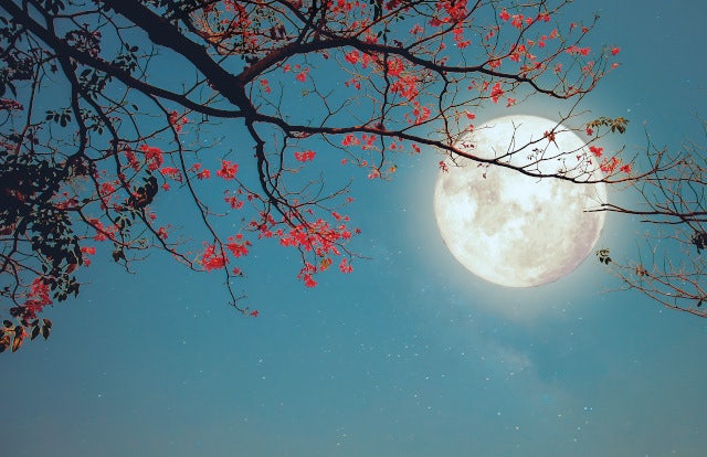 겨울 한복판이라도 우리는 봄을 기다린다