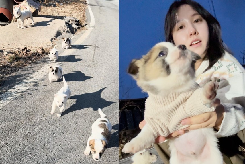 SNS와 인터넷 커뮤니티에서 '시고르자브종'으로 불리는 시골 강아지 대부분은 방치된 시골 마당개가 번식한 결과물이다. 대다수는 공공 보호소로 끌려가거나 혹은 불법 보신탕집에 팔린다. 하지만 제보자 오혜린씨는 마을 방