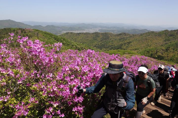 전남 보성군 웅치면 일림산 찾은 상춘객.보성군 제공