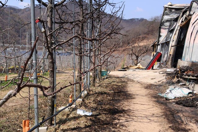 사과 1㏊ 피해 시 재난지원금 3563만원 지급