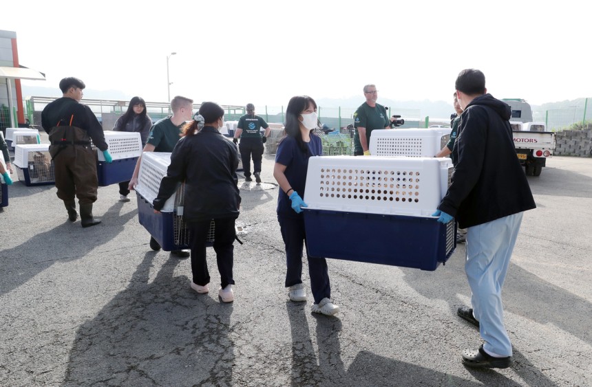 청주시와 국제동물보호단체인 '휴메인 월드 포 애니멀즈'가 8일 불법 개 농장에서 구조한 개를 해외로 입양 보내기 위해 이동장으로 옮기고 있다.청주시 제공
