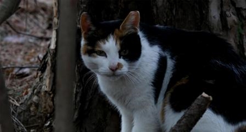길고양이,기사내용과 관계없음.부산시 제공