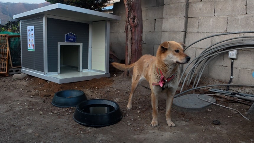 동물보호 단체연합 루시의친구가 설치한 구호용 개집 모습. 견주의 동의를 얻어 개체수 증식을 예방하는 중성화 및 질병 예방접종을 앞두고 있다. 전병준 기자