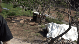 루시의 친구들은 산불 피해 주민 50여명에게 구호 용품을 전달하고, 마당개 번식으로 인한 2차 피해를 예방하기 위한 중성화 동의 서명을 받았다. 전병준 기자