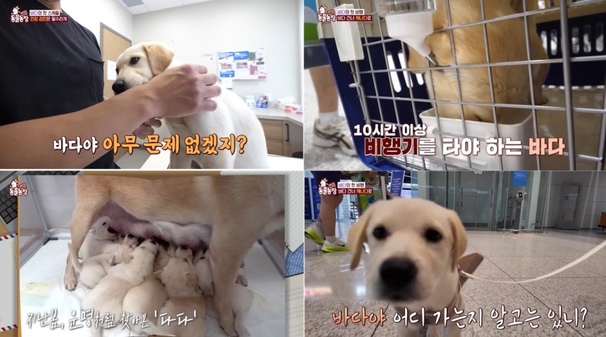 지상파 방송에 방영된 유기견 해외입양 프로그램 촬영 과정에서 국내 한 동물단체가 검역 절차를 위반한 것으로 확인됐다. 서류 상 개의 나이, 전염병 예방접종 여부를 조작해 검역 심사를 통과했다. SBS TV동물농장 갈