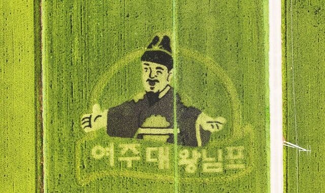 [포토] 논에 수놓은 여주대왕님표 쌀