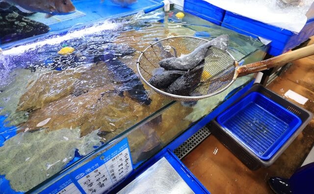 [포토] 고수온에 가격 뛴 광어·우럭