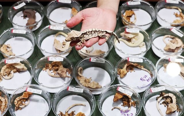 [포토] 인기 반려동물 떠오른 도마뱀