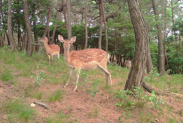 개체 수 급증에 생태계 교란… 꽃사슴 유해야생동물 지정