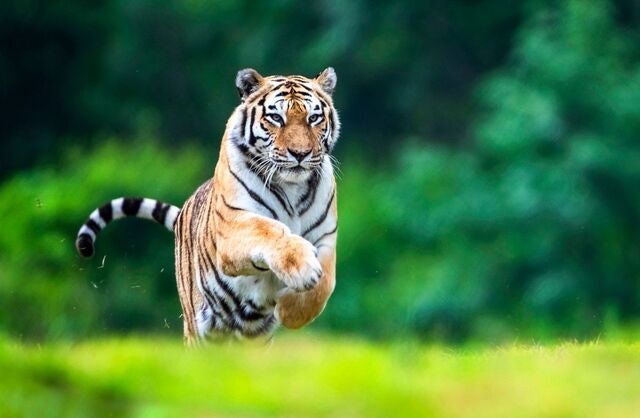 국내 최고령 백두산 호랑이 ‘한청’ 20세로 숨져
