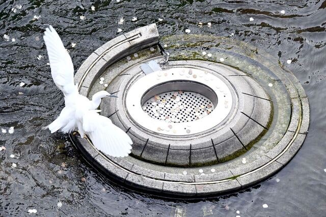 [포토 카페] 하얀 날개, 소원을 감싸다