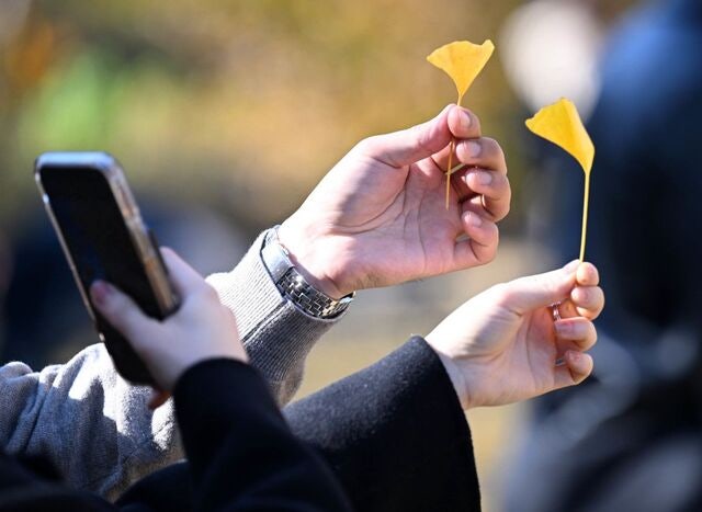 [포토 카페] 놓기 싫은 가을을 붙잡다