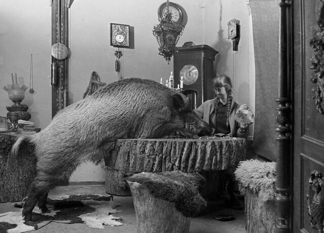 인간과 동물의 불편한 진실