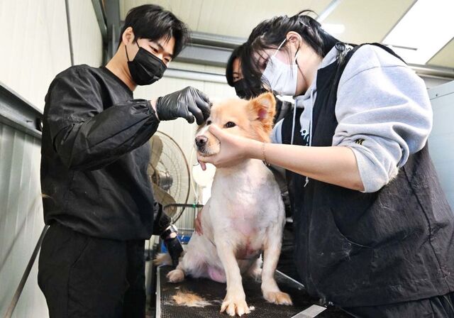 직무교육을 수강 중인 자립준비청년이 2024년 11월 경기도 안성시에 있는 유기견 보호시설에서 강아지 털을 깎아주고 있다.윤웅 기자