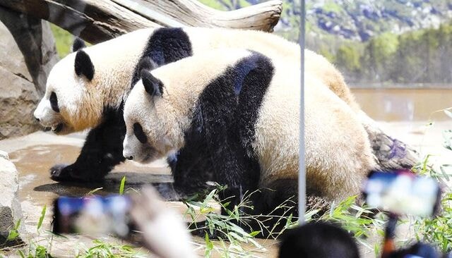 中과 갈등 여파, 日 ‘판다 없는 나라’ 된다