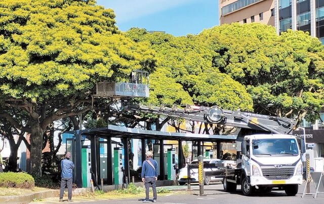 제주 ‘600만 그루 나무 심기’ 마무리 단계… 과학적 관리 나선다