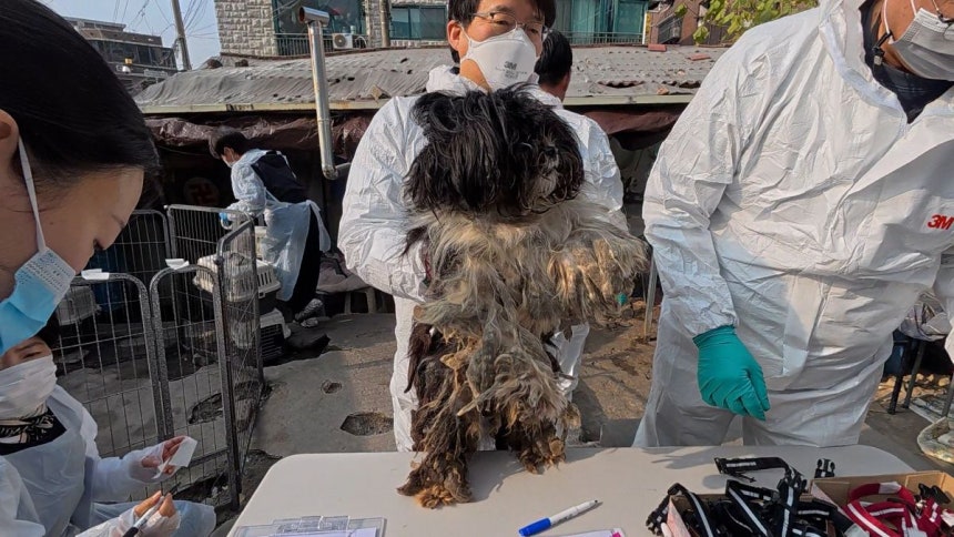 지난달 서울 노원구의 한 가정집에서 누더기꼴을 한 개 160여 마리가 발견됐다.견주는 보호하려고 하나둘 데려온 유기견이 번식을 거듭하면서 숫자가 늘어났다고 주장했다.서울시는 수의사단체,동물단체 및 시민 봉사자 