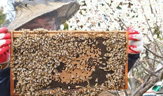 제주시, 내년부터 ‘벌꿀등급제’ 본격 시행