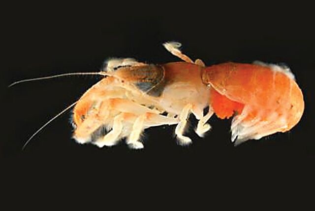 제주도 서귀포 연안에서 세계 첫 신종 ‘쏙류’ 발견