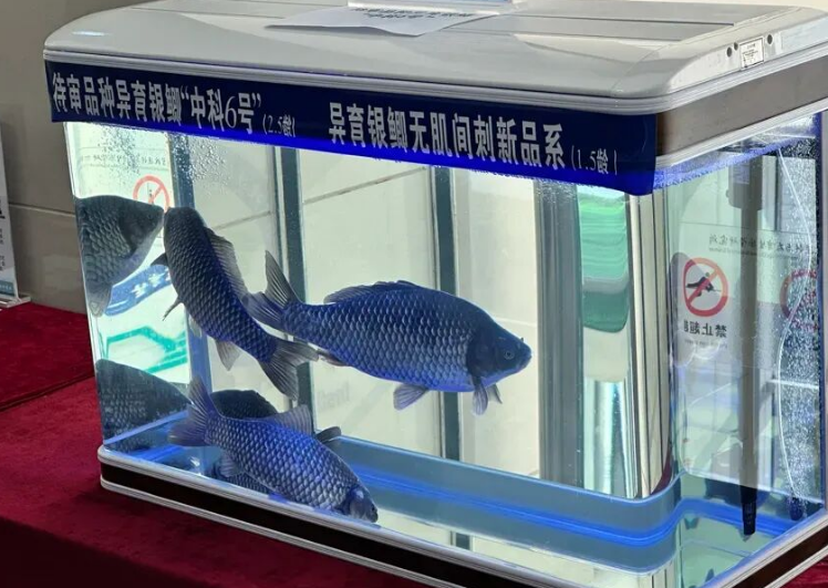 중국 연구팀이 개발한 가시 없는 은붕어 '중커 6호'. 펑파이신문 캡처