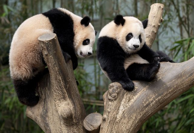 쌍둥이 판다 루이바오와 후이바오. 연합뉴스