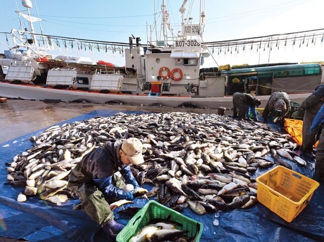 [포토] 주문진항에 쏟아진 복어