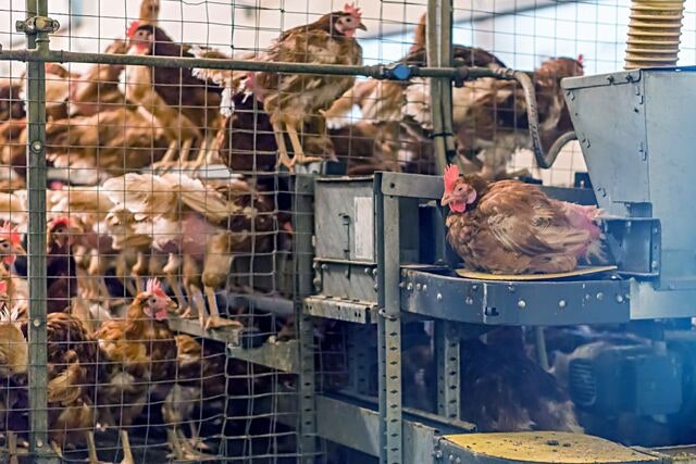 흔해진 초가공식품… 비만, 시스템 문제다