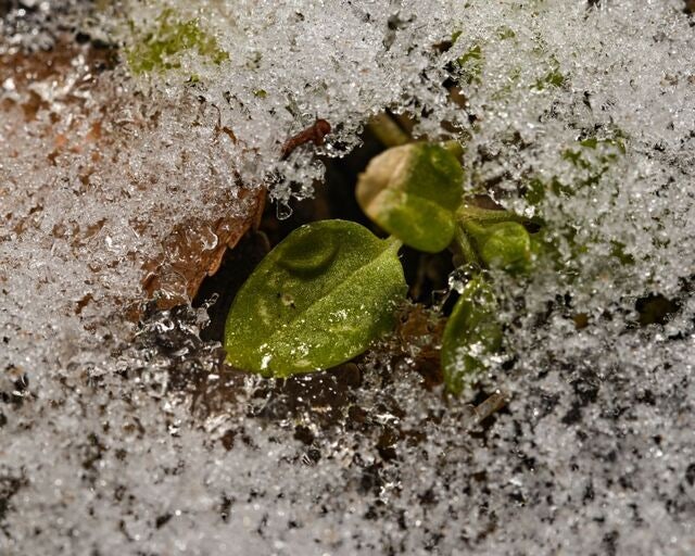 [포토 카페] 추위를 견디는 초록