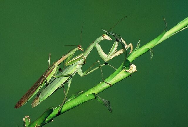 살생 가득한 자연… 하나님의 섭리는 뭘까