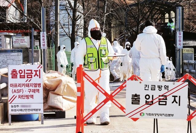 [포토] 긴급방역 분주한 돼지농  장