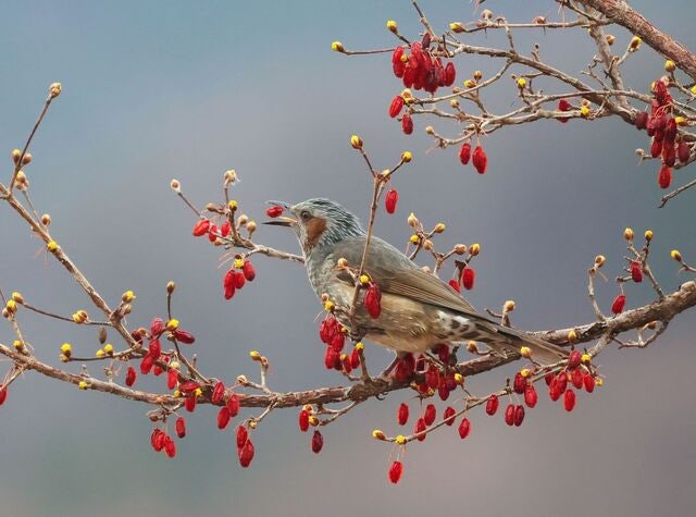 [포토] 꽃망울 맺힌 봄의 전령 산수유