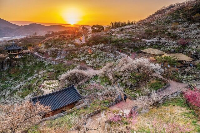 혹독한 추위 이겨낸 고매한 자태·그윽한 향기